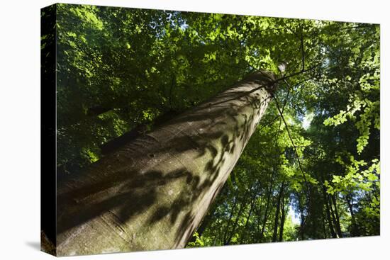 Trunk of European Beech Tree Rozok Primeval Forest, Poloniny National Park, Slovakia, Europe-Wothe-Stretched Canvas