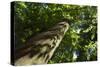 Trunk of European Beech Tree Rozok Primeval Forest, Poloniny National Park, Slovakia, Europe-Wothe-Stretched Canvas