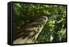 Trunk of European Beech Tree Rozok Primeval Forest, Poloniny National Park, Slovakia, Europe-Wothe-Framed Stretched Canvas