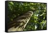 Trunk of European Beech Tree Rozok Primeval Forest, Poloniny National Park, Slovakia, Europe-Wothe-Framed Stretched Canvas