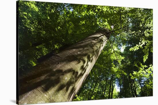 Trunk of European Beech Tree Rozok Primeval Forest, Poloniny National Park, Slovakia, Europe-Wothe-Stretched Canvas