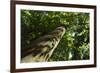 Trunk of European Beech Tree Rozok Primeval Forest, Poloniny National Park, Slovakia, Europe-Wothe-Framed Photographic Print