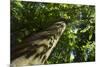Trunk of European Beech Tree Rozok Primeval Forest, Poloniny National Park, Slovakia, Europe-Wothe-Mounted Photographic Print