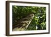 Trunk of European Beech Tree Rozok Primeval Forest, Poloniny National Park, Slovakia, Europe-Wothe-Framed Photographic Print