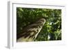 Trunk of European Beech Tree Rozok Primeval Forest, Poloniny National Park, Slovakia, Europe-Wothe-Framed Photographic Print