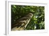 Trunk of European Beech Tree Rozok Primeval Forest, Poloniny National Park, Slovakia, Europe-Wothe-Framed Photographic Print