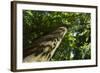 Trunk of European Beech Tree Rozok Primeval Forest, Poloniny National Park, Slovakia, Europe-Wothe-Framed Photographic Print