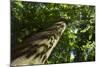 Trunk of European Beech Tree Rozok Primeval Forest, Poloniny National Park, Slovakia, Europe-Wothe-Mounted Photographic Print