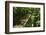 Trunk of European Beech Tree Rozok Primeval Forest, Poloniny National Park, Slovakia, Europe-Wothe-Framed Photographic Print