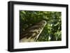 Trunk of European Beech Tree Rozok Primeval Forest, Poloniny National Park, Slovakia, Europe-Wothe-Framed Photographic Print