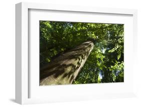 Trunk of European Beech Tree Rozok Primeval Forest, Poloniny National Park, Slovakia, Europe-Wothe-Framed Photographic Print