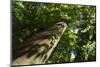 Trunk of European Beech Tree Rozok Primeval Forest, Poloniny National Park, Slovakia, Europe-Wothe-Mounted Photographic Print