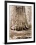 Trunk of the 'Grizzly Giant', Mariposa Grove, 33 Feet Diameter, 1861-Carleton Emmons Watkins-Framed Giclee Print