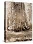 Trunk of the 'Grizzly Giant', Mariposa Grove, 33 Feet Diameter, 1861-Carleton Emmons Watkins-Stretched Canvas