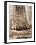 Trunk of the 'Grizzly Giant', Mariposa Grove, 33 Feet Diameter, 1861-Carleton Emmons Watkins-Framed Giclee Print