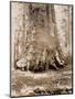 Trunk of the 'Grizzly Giant', Mariposa Grove, 33 Feet Diameter, 1861-Carleton Emmons Watkins-Mounted Giclee Print
