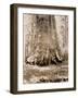 Trunk of the 'Grizzly Giant', Mariposa Grove, 33 Feet Diameter, 1861-Carleton Emmons Watkins-Framed Giclee Print