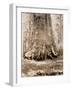 Trunk of the 'Grizzly Giant', Mariposa Grove, 33 Feet Diameter, 1861-Carleton Emmons Watkins-Framed Giclee Print