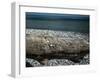 Trunk on the beach-Mandy Stegen-Framed Photographic Print