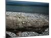 Trunk on the beach-Mandy Stegen-Mounted Photographic Print