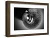 Trunk-Antje Wenner-Braun-Framed Photographic Print