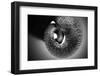 Trunk-Antje Wenner-Braun-Framed Photographic Print