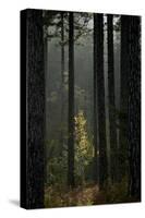 Trunks in Pine (Pinus Nigra) Forest, Valia Calda, Pindos Np, Pindos Mountains, Greece, October-Radisics-Stretched Canvas