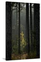 Trunks in Pine (Pinus Nigra) Forest, Valia Calda, Pindos Np, Pindos Mountains, Greece, October-Radisics-Stretched Canvas