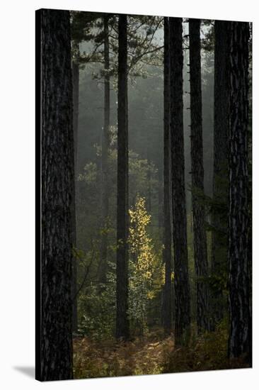Trunks in Pine (Pinus Nigra) Forest, Valia Calda, Pindos Np, Pindos Mountains, Greece, October-Radisics-Stretched Canvas