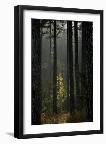 Trunks in Pine (Pinus Nigra) Forest, Valia Calda, Pindos Np, Pindos Mountains, Greece, October-Radisics-Framed Photographic Print