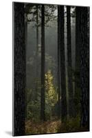 Trunks in Pine (Pinus Nigra) Forest, Valia Calda, Pindos Np, Pindos Mountains, Greece, October-Radisics-Mounted Photographic Print