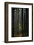 Trunks in Pine (Pinus Nigra) Forest, Valia Calda, Pindos Np, Pindos Mountains, Greece, October-Radisics-Framed Photographic Print