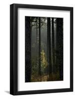 Trunks in Pine (Pinus Nigra) Forest, Valia Calda, Pindos Np, Pindos Mountains, Greece, October-Radisics-Framed Photographic Print