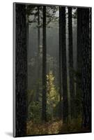 Trunks in Pine (Pinus Nigra) Forest, Valia Calda, Pindos Np, Pindos Mountains, Greece, October-Radisics-Mounted Photographic Print