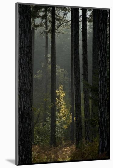Trunks in Pine (Pinus Nigra) Forest, Valia Calda, Pindos Np, Pindos Mountains, Greece, October-Radisics-Mounted Photographic Print