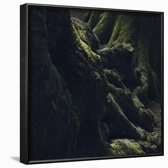 Trunks in the Teutoburg Forest in Olderdissen-Nadja Jacke-Framed Photographic Print