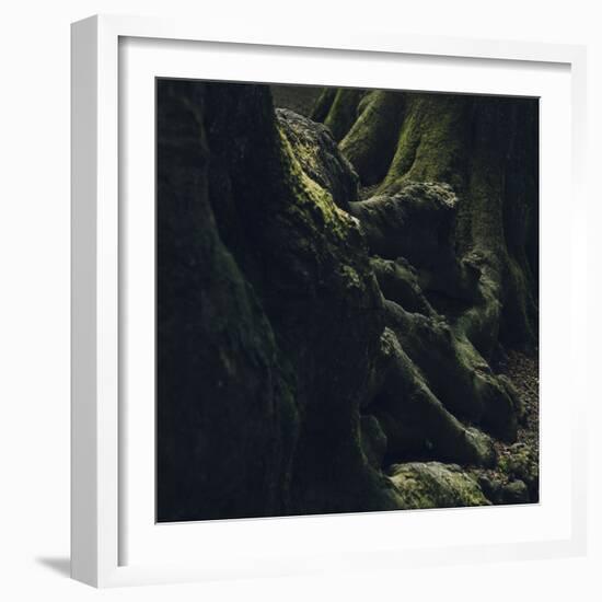 Trunks in the Teutoburg Forest in Olderdissen-Nadja Jacke-Framed Photographic Print