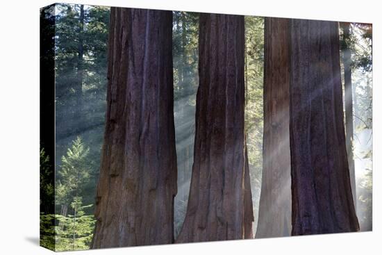 Trunks Of Giant Sequoia Trees (Sequoiadendron Giganteum) Sequoia National Park, California, USA-Jouan Rius-Stretched Canvas