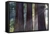 Trunks Of Giant Sequoia Trees (Sequoiadendron Giganteum) Sequoia National Park, California, USA-Jouan Rius-Framed Stretched Canvas
