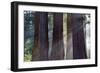 Trunks Of Giant Sequoia Trees (Sequoiadendron Giganteum) Sequoia National Park, California, USA-Jouan Rius-Framed Photographic Print