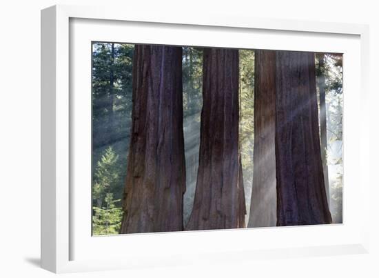 Trunks Of Giant Sequoia Trees (Sequoiadendron Giganteum) Sequoia National Park, California, USA-Jouan Rius-Framed Photographic Print