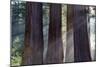 Trunks Of Giant Sequoia Trees (Sequoiadendron Giganteum) Sequoia National Park, California, USA-Jouan Rius-Mounted Photographic Print