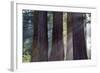 Trunks Of Giant Sequoia Trees (Sequoiadendron Giganteum) Sequoia National Park, California, USA-Jouan Rius-Framed Photographic Print