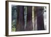 Trunks Of Giant Sequoia Trees (Sequoiadendron Giganteum) Sequoia National Park, California, USA-Jouan Rius-Framed Photographic Print