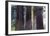 Trunks Of Giant Sequoia Trees (Sequoiadendron Giganteum) Sequoia National Park, California, USA-Jouan Rius-Framed Photographic Print