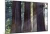 Trunks Of Giant Sequoia Trees (Sequoiadendron Giganteum) Sequoia National Park, California, USA-Jouan Rius-Mounted Photographic Print