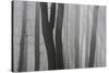 Trunks of Trees in the Forest Bare Our Forests During Autumn, Tuscany, Italy-ClickAlps-Stretched Canvas