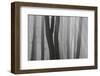 Trunks of Trees in the Forest Bare Our Forests During Autumn, Tuscany, Italy-ClickAlps-Framed Photographic Print
