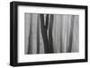 Trunks of Trees in the Forest Bare Our Forests During Autumn, Tuscany, Italy-ClickAlps-Framed Photographic Print