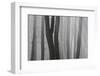 Trunks of Trees in the Forest Bare Our Forests During Autumn, Tuscany, Italy-ClickAlps-Framed Photographic Print